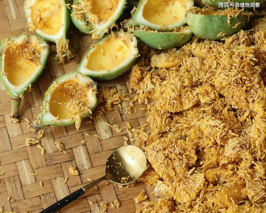 其实用薜荔果制作凉粉的传统自古以来就有,并不是现代人发明的,都是