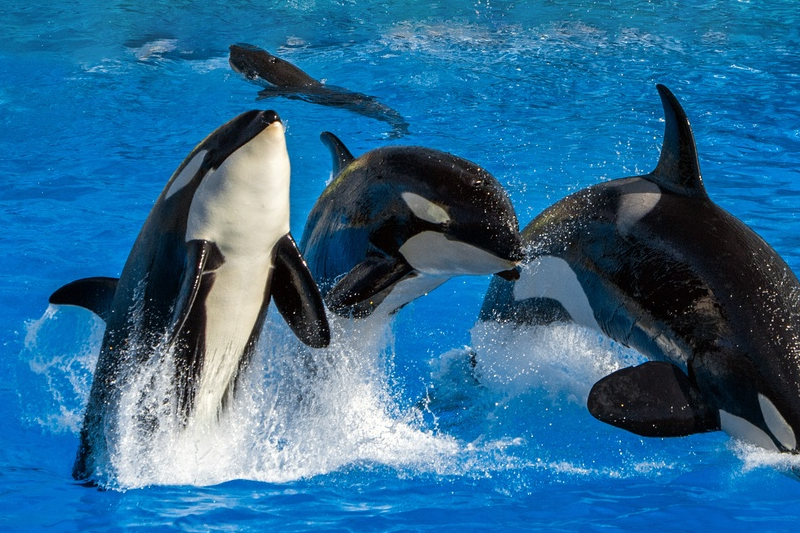 大白鲨狩猎虎鲸,一个致命缺陷被虎鲸利用,完成"反杀"!