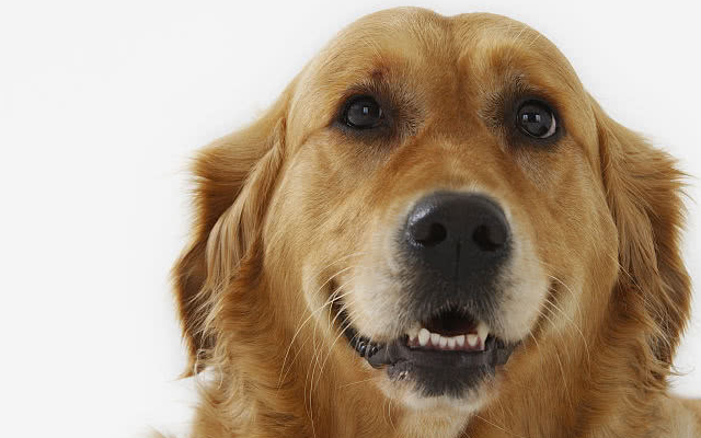 想买纯种的金毛,不妨依照小编的挑选标准来,起码不会