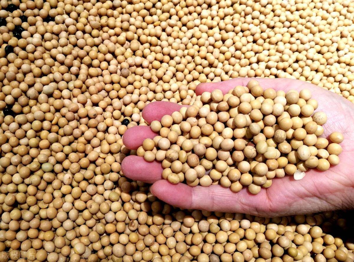 农敢网小麦都开始涨了,大豆很着急!_消费_产量比_格局