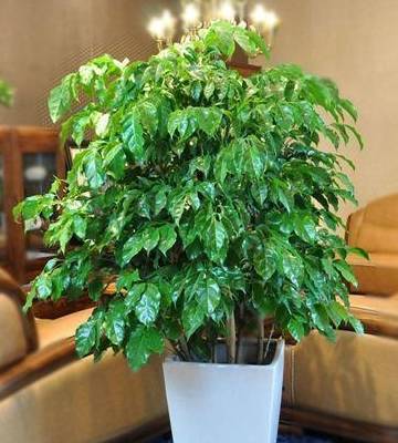 其实不只是发财树,平安树,幸福树的养殖要多注意,任何植物花卉的生长