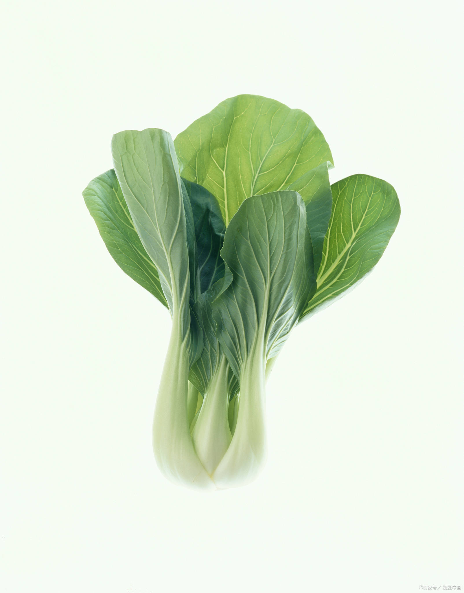 绿色的营养宝库_油菜_维生素_人体