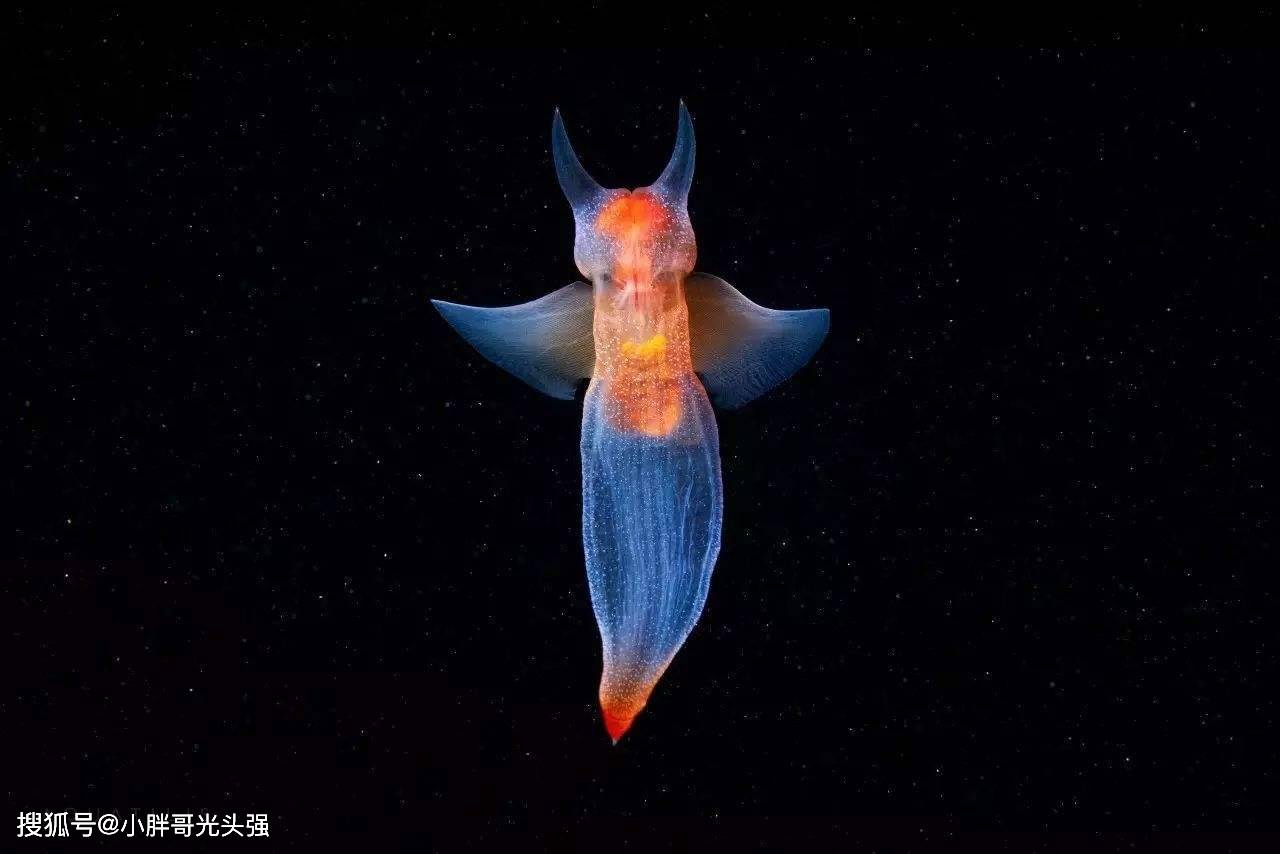 外表可爱的"海天使"其实是一种海洋藻类还是肉食性动物?