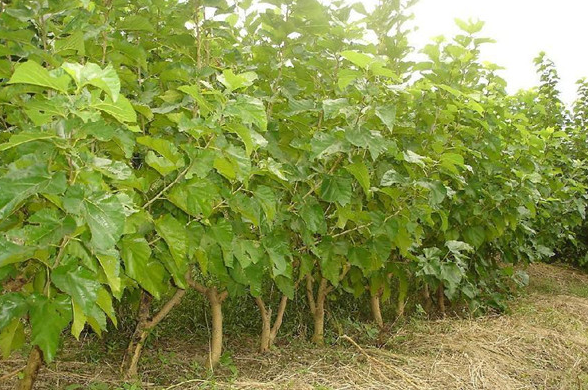 桑树的树皮:桑树的树皮具有很强的药用价值,含有丰富的黄酮类化合物