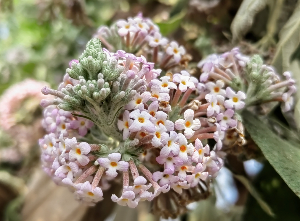 烦君远寄密蒙花_https_html_cn