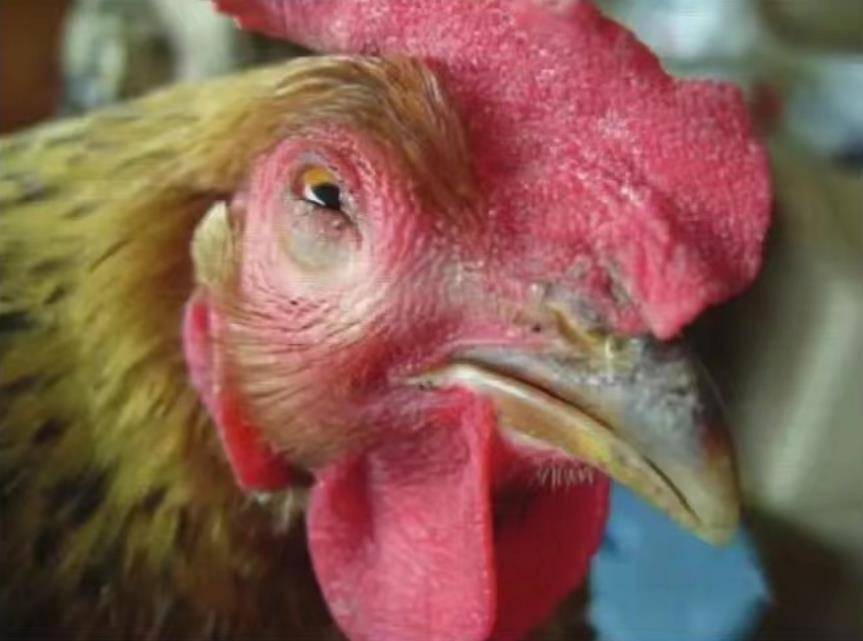 鸡出现肿头肿脸,做好鼻炎和支原体的区分与防治