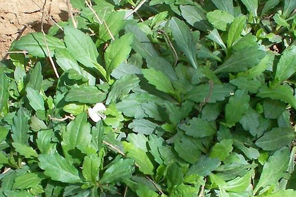 农田里的这种野菜,号称"天然抗生素",常食还能降血压,护血管_治疗