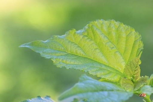 小肚子上全是肉,农村这种树叶,摘一把泡水喝,慢慢变成瘦美人_桑叶