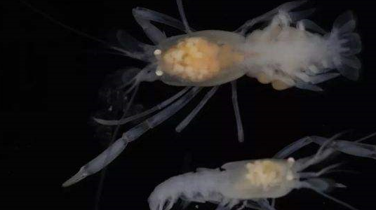 最耐热的虾,可以在450℃高温火山口畅游,吃货:该怎么煮熟?