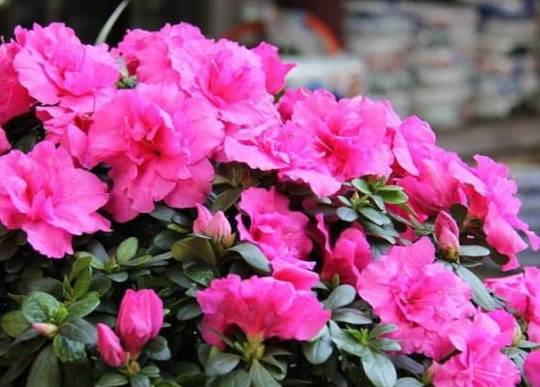 这样养,根旺,花苞一茬又一茬!_花盆_土壤_因为