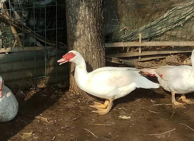 番鸭得了浆膜炎用什么治疗?怎么防治?_养殖_鸭群_伤亡