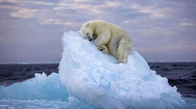 北极熊缩在小浮冰上睡觉,令人心碎的照片赢得奖项,也带来了警示_萨里