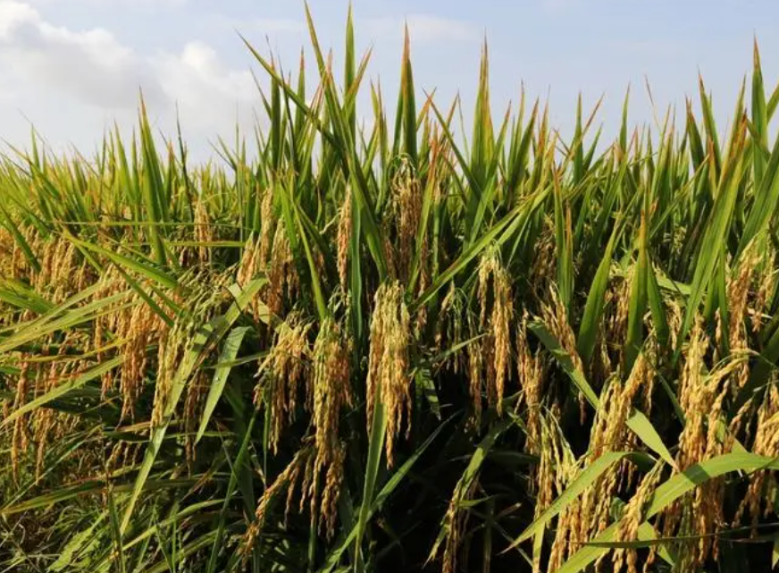 更令人惊奇的是,海水稻的高度可达2米,是普通水稻的两三倍.