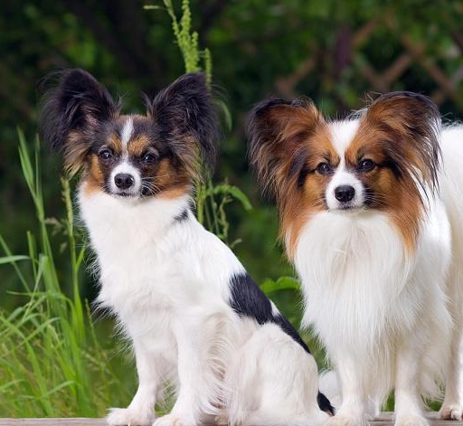 世界五种体型较小的狗,女生喜欢它娇小可爱,男生见了玩性就大!