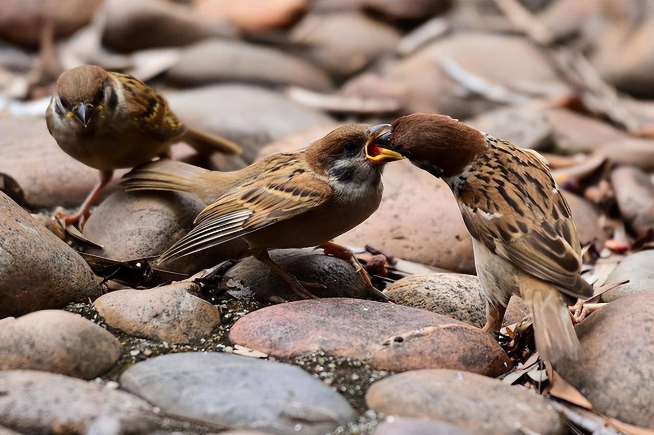 粪便比肉贵,有人饲养麻雀只为收集粪便,麻雀粪便到底有什么用?