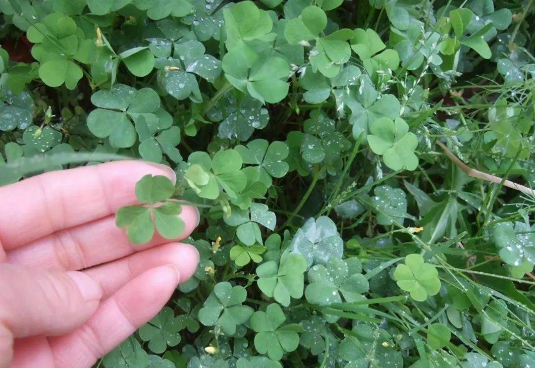 会在野外亲手采摘,甚至不少农村的孩子曾将它视为美味的零食来品尝