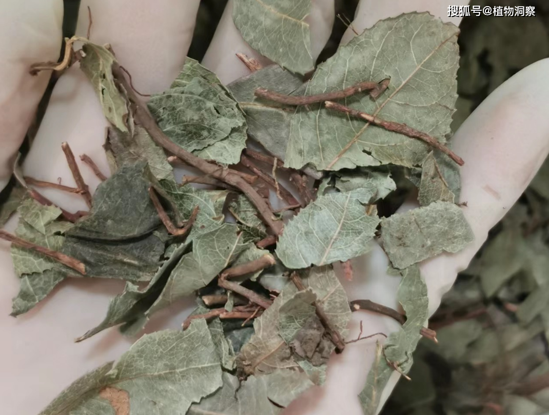 紫金牛,又称矮地茶,叶下红,有3大作用,价值极高,农民朋友要了解!