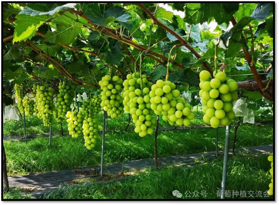 我国阳光玫瑰产业数据分析简报_种植_葡萄_面积