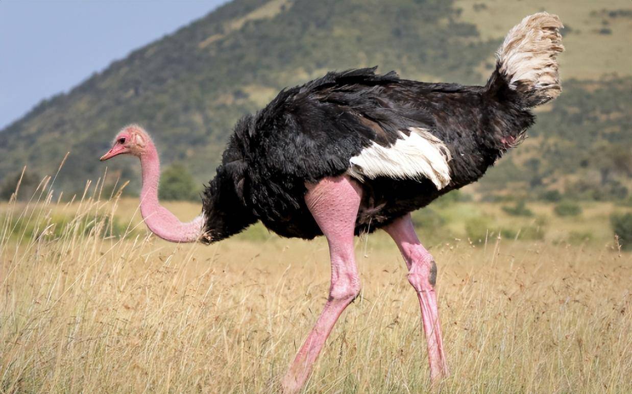 非洲生活着15万只鸵鸟,为什么很少看到狮子吃鸵鸟?难道打不过?