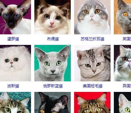 它曾经比波斯猫地位还高,白色毛发,星辰般深邃眼睛,直接美哭你_猫咪
