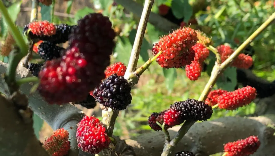 以前桑葚很少人吃,现在却很受欢迎,吃桑葚有什么好处?_https_html_cn