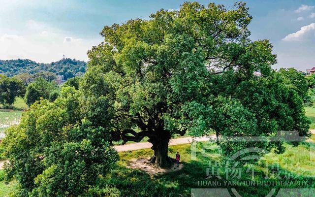 中国1200年树龄的古樟,隐藏在赣江边的小村里,知道的江西人很少_樟树