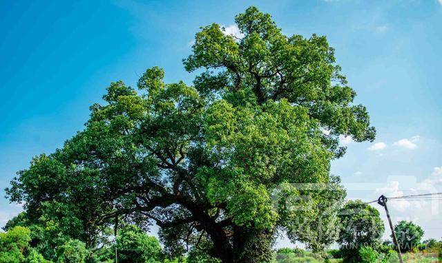 中国1200年树龄的古樟,隐藏在赣江边的小村里,知道的江西人很少_樟树