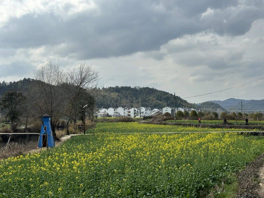67花情播报丨油菜花开,婺源的春天已从严田开始_风景区_田园_天气