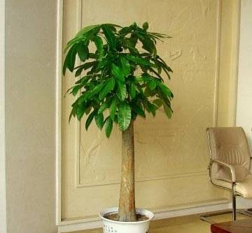 摆上这几样东西,财神见了常光顾,再穷也住富裕了_绿色植物_装修_风水