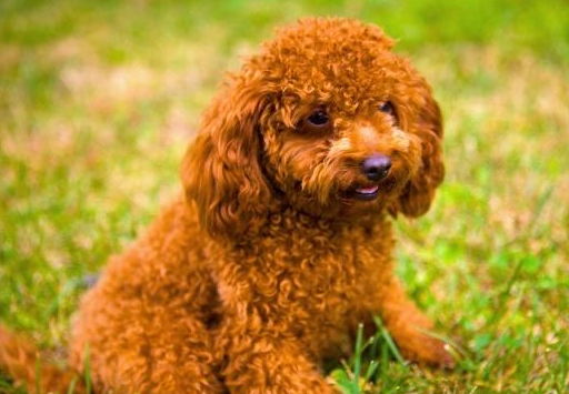 如何训练泰迪听话?_狗狗_主人_时候