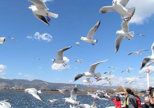 云南省会昆明,身处内陆高原,却宛如海滨城市一般!_海鸥_滇池_地方