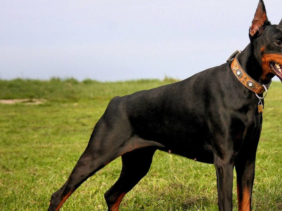 饲养杜宾犬的4大禁忌,想把它养成牛犊般强壮,这些事千万别做_狗狗