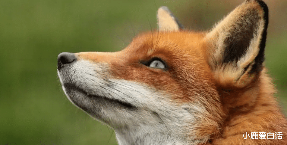 梦境迷踪，揭开梦见狐狸是怎么回事的神秘面纱