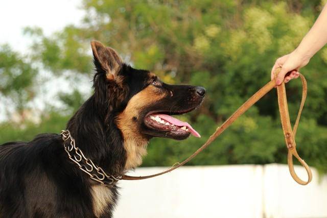 牧羊犬脖子上戴的"防狼项圈",为何会让狼群害怕?真可以防狼?