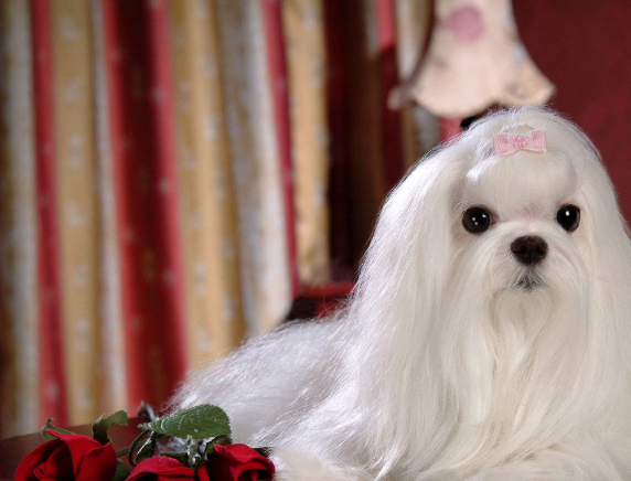 马尔济斯犬喂养的方法,和训练技巧,一定要知道的_狗狗_马尔基斯_进行