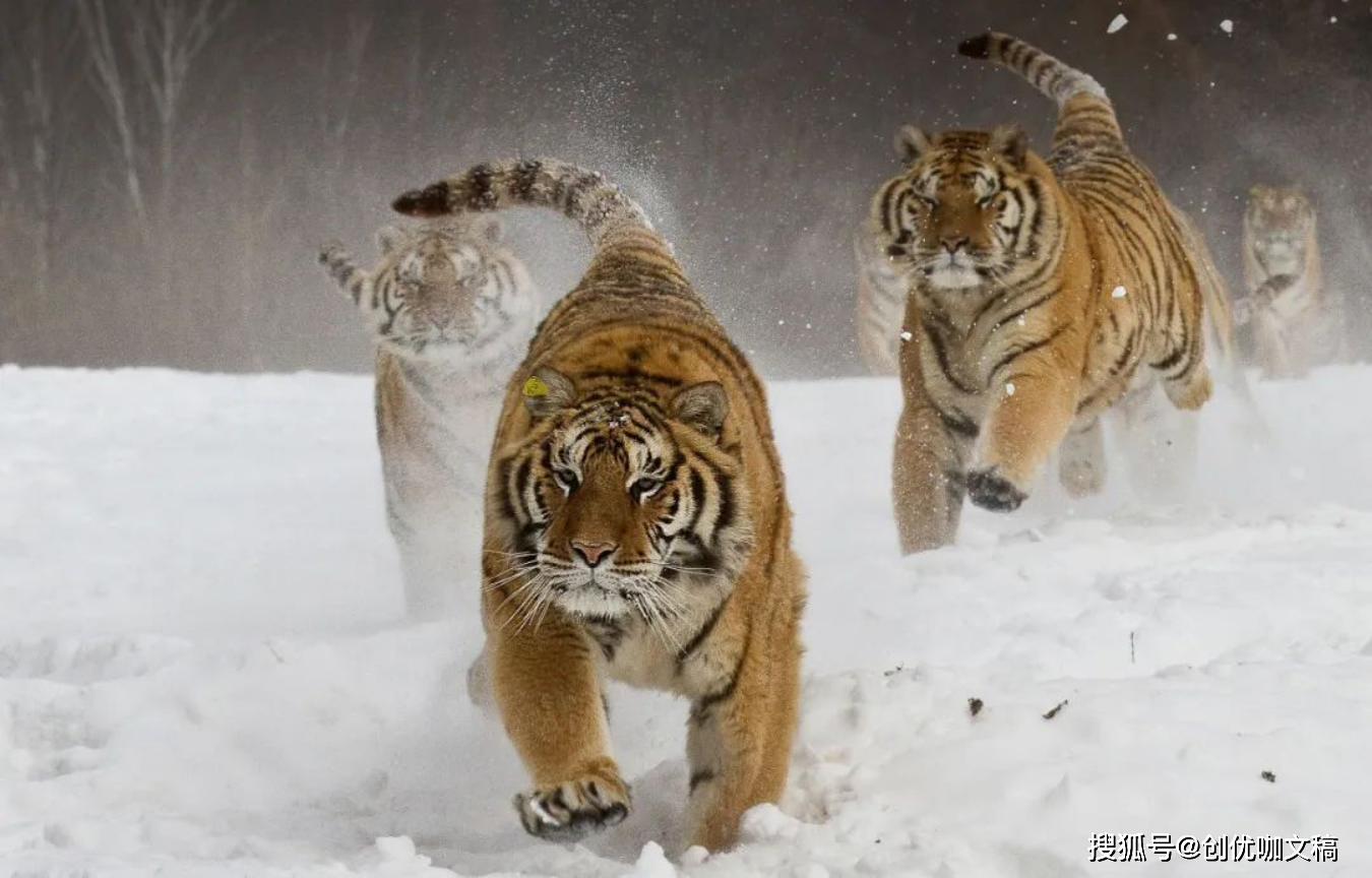 3-5月,名利双收,财源广进,好运助力,前途无量的4