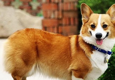 软萌柯基的"玻璃胃"需铲屎官细心照料,这些错误平时可绝不能犯_狗狗