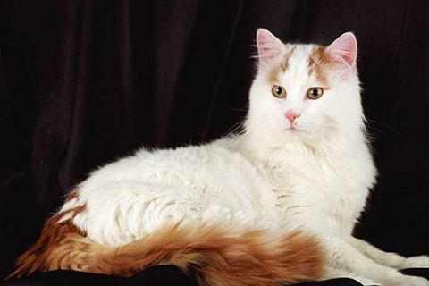 土耳其梵猫对猫粮有要求吗_猫咪_热量_蛋白质