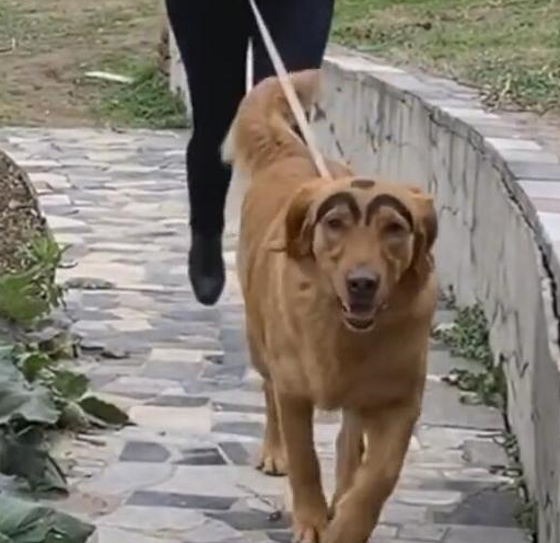 "眉有压力"的金毛成为了网红犬,成名后居然收到不少"好处"_眉毛_狗狗