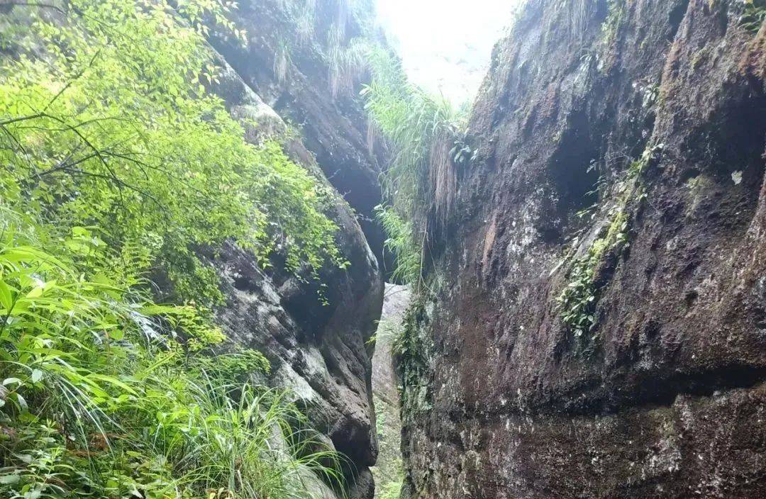 要喝懂武夷岩茶,不得不读的15个岩茶词汇_肉桂_香气_品质