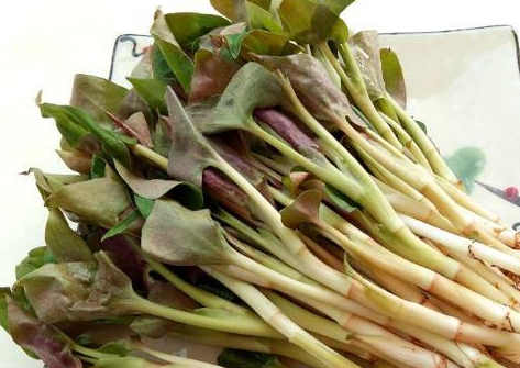 对于细菌有一定的抑制作用,能够有效的辅助治疗妇科炎症而鱼腥草又是