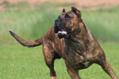 盘点世界上最凶的猛犬,中国也有一只名犬上榜!