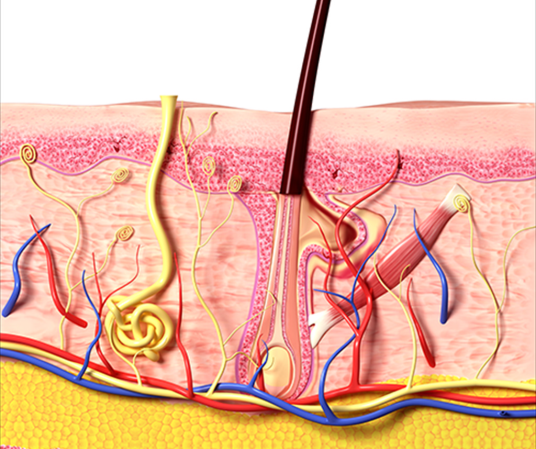 脱发是因为毛囊干细胞"离家出走"?