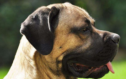 世界上攻击性最强的烈性犬种,藏獒不惜落榜,第一名大家很熟悉!