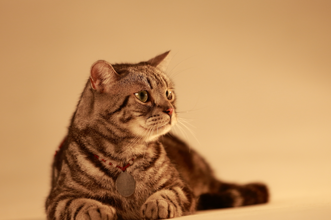 猫咪的一生有多短?和人相比显得不值一提_时候_人类_年龄