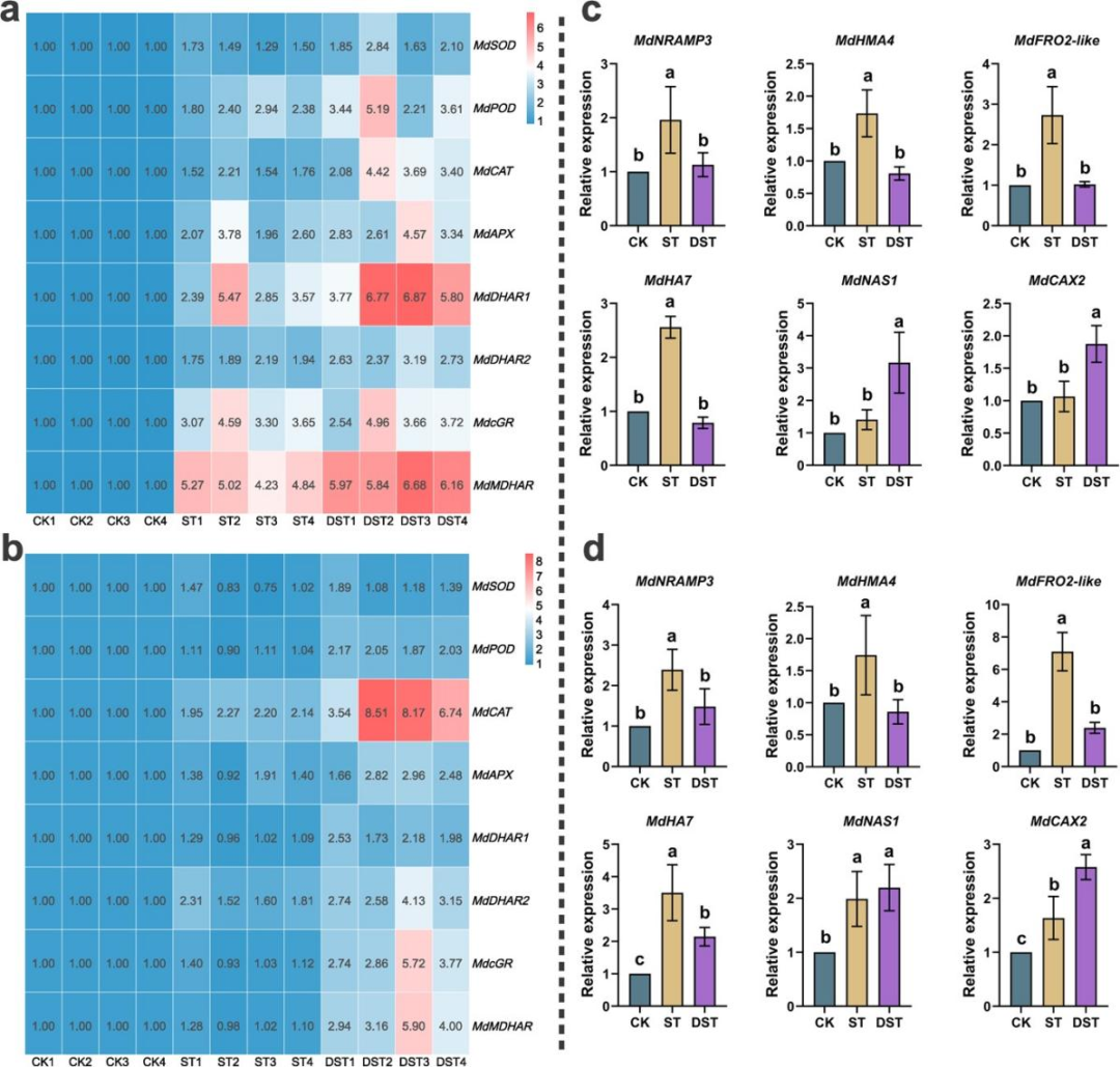 7! 代谢组 微生物组助力苹果镉胁迫缓解机制研究_处理_叶片_提高了