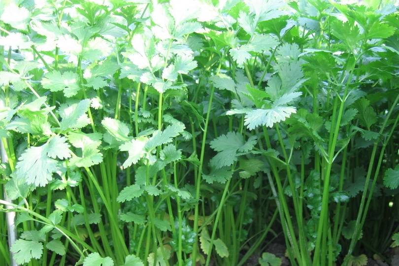 香菜营养价值虽高,但这几种人千万不能吃_食用_维生素_气虚