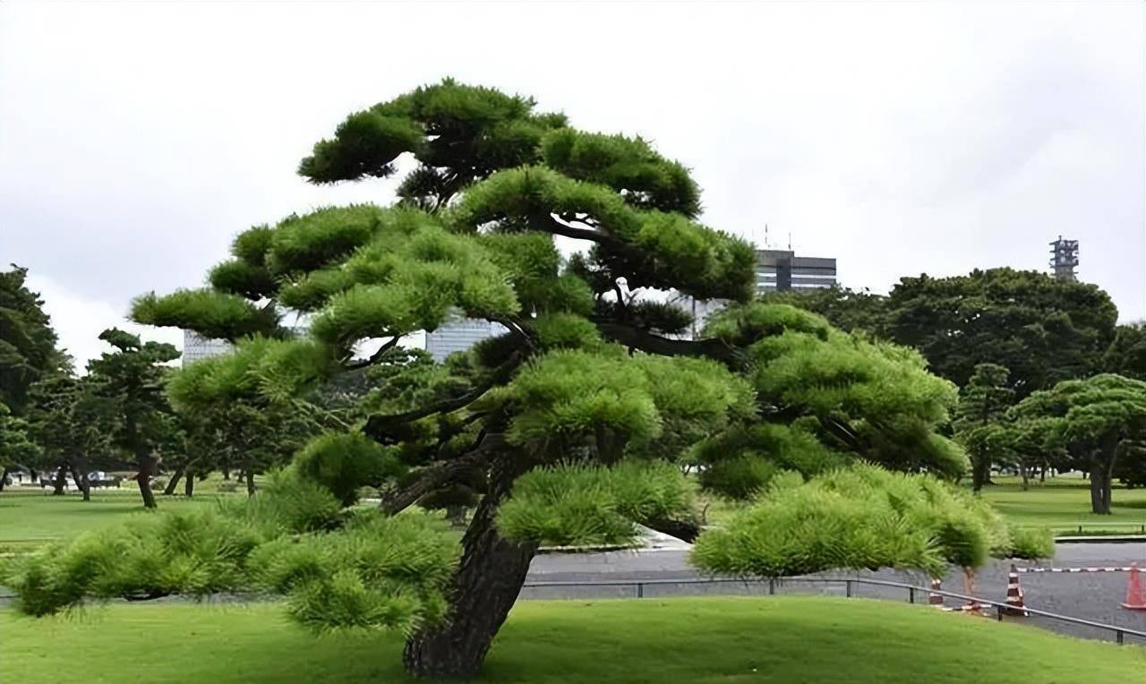 1825年成都农民挖出三国黄忠墓,因怕承担毁墓罪名,故意隐瞒不说_曹操