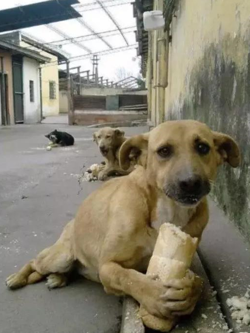 伟大的母爱:那只两条腿的流浪狗,用生命守护着自己的小孩_宠物_小狗