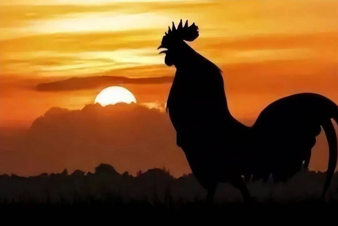 揭秘公鸡打鸣准时之谜:人类猜错几千年!_生物钟_时间_研究